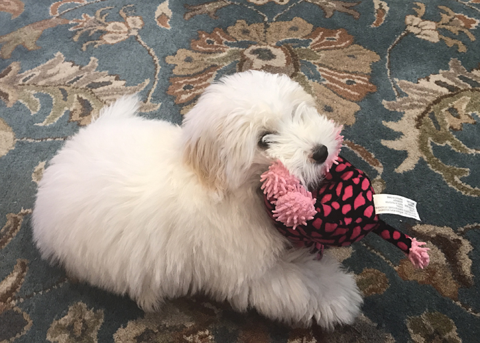 Lily with her toy