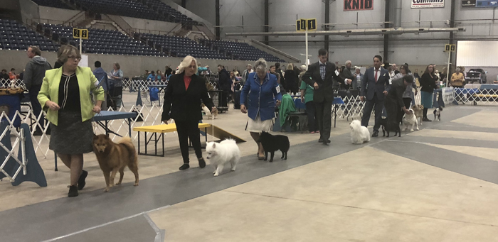 Louie making his entry into the ring