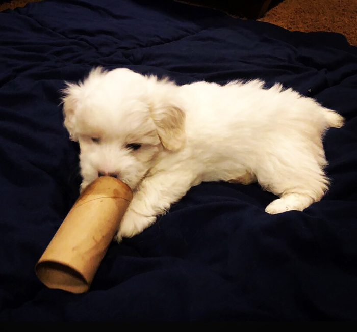 Baby just chewing on an empty toliet paper roll