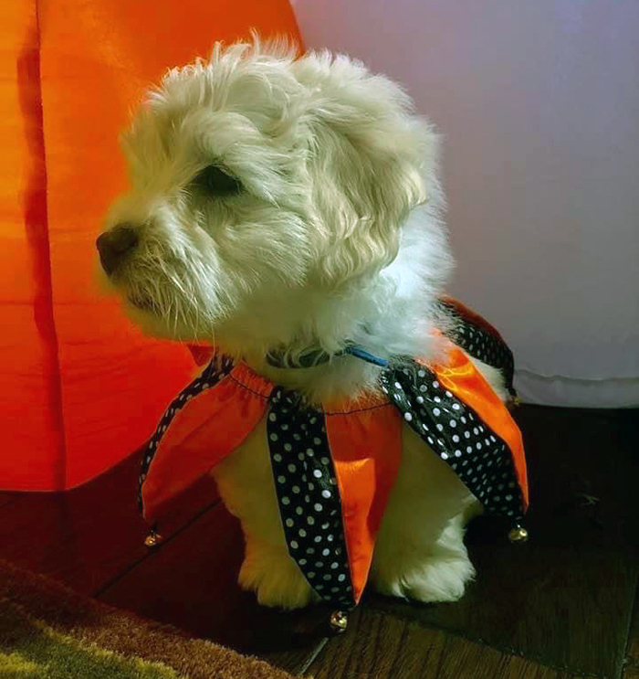 Baby Louis ready for Halloween